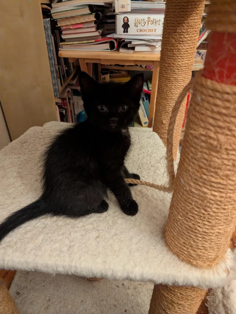 C Litter Blackbear thumbnail 3
