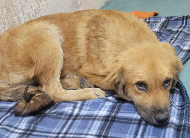 A baby medium-sized female Great Pyrenees dog named Alison for adoption in Seven Points, TX