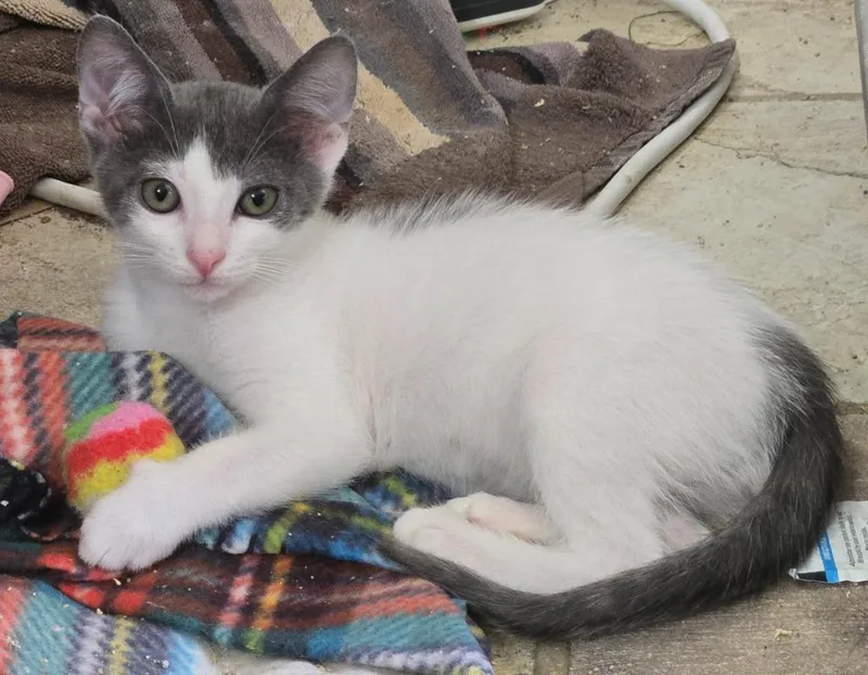 A baby medium-sized male Domestic Short Hair cat named Marshall for adoption in Evans, GA