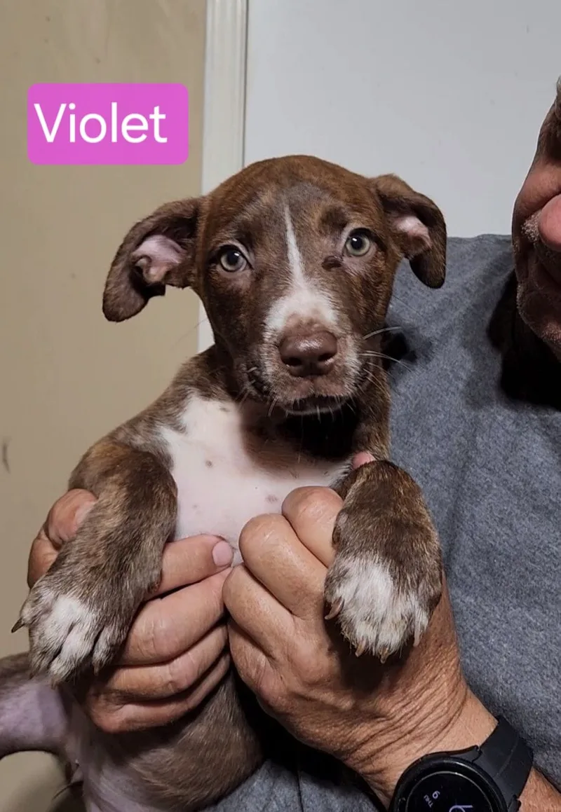 A baby medium-sized female Labrador Retriever dog named Violet for adoption in Fort Worth, TX