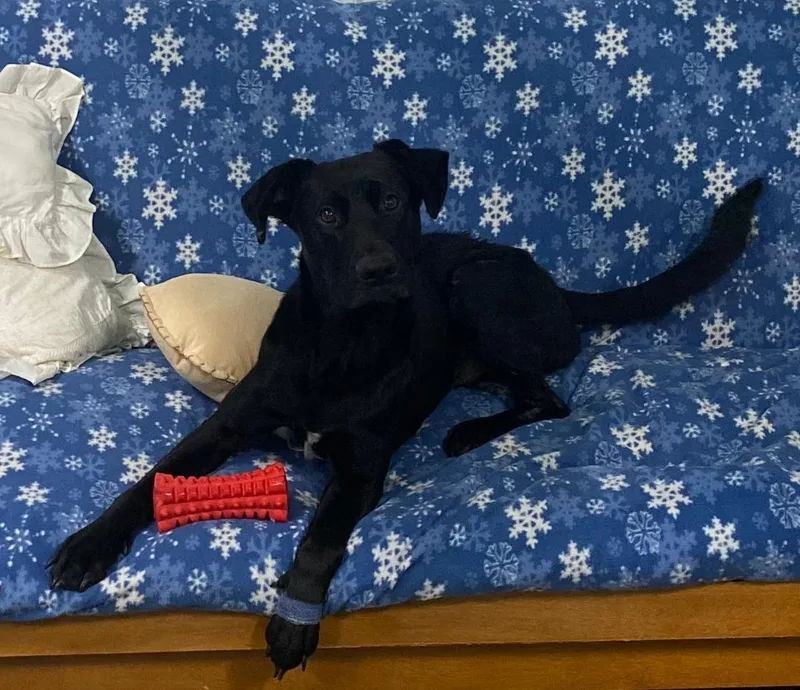 A young medium-sized male Black Labrador Retriever dog named Asher for adoption in Milton, PA