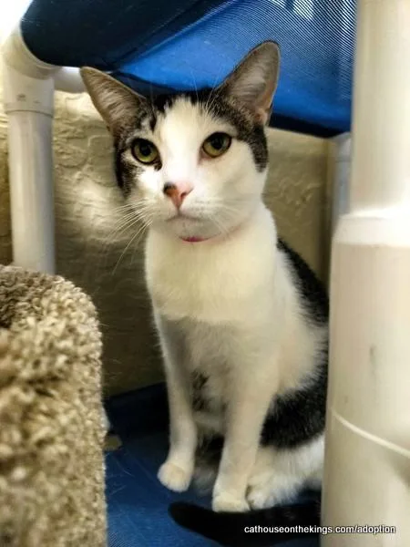 A young medium-sized female Black Tabby cat named Tinker for adoption in Parlier, CA