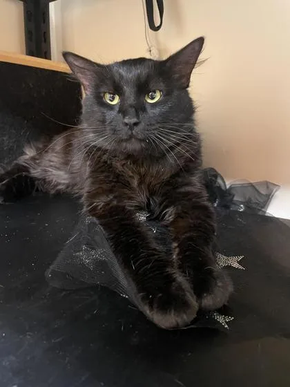 A young medium-sized male Domestic Medium Hair cat named Kamaji for adoption in Bellingham, WA