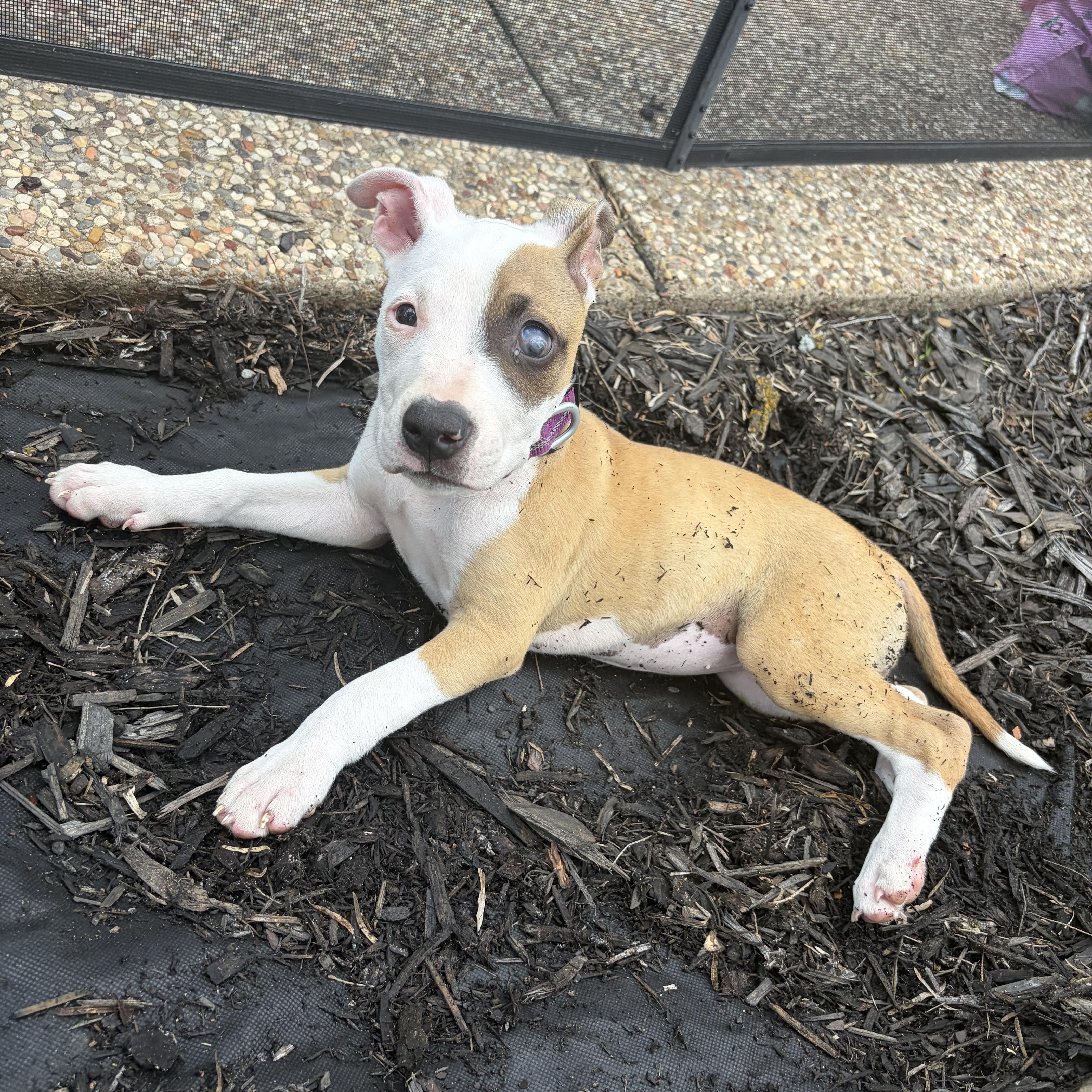 A baby medium-sized female Apricot / Beige Boxer dog named Charlie for adoption in Mansfield, TX