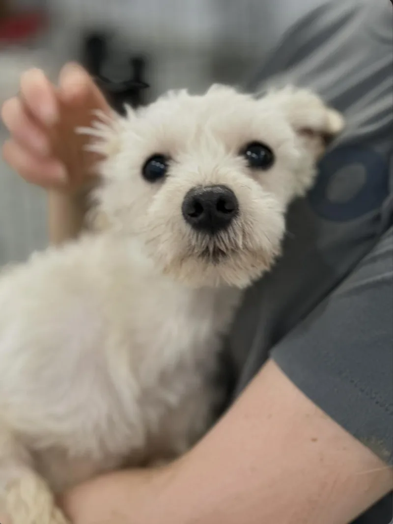 A young small-sized female Miniature Schnauzer dog named Louisa & Abigail for adoption in Chester Springs, PA