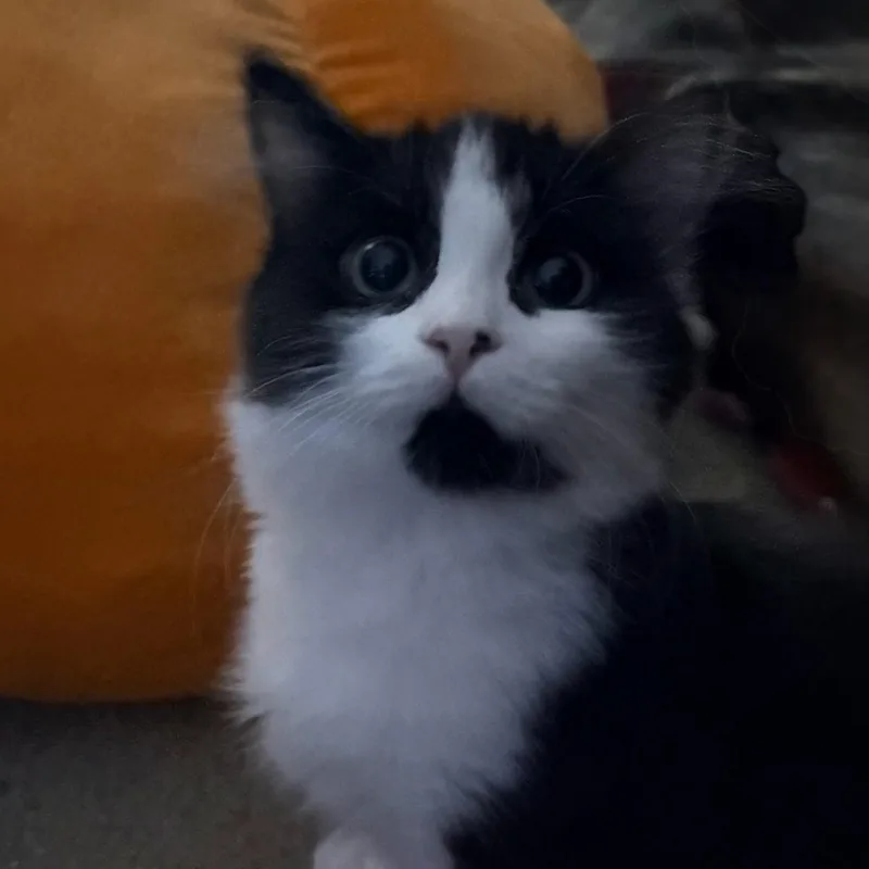 A baby medium-sized female Domestic Medium Hair cat named Este for adoption in Silverton, OR