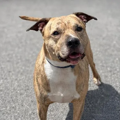 An adult medium-sized male American Staffordshire Terrier dog named Piggy for adoption in Cumberland, MD