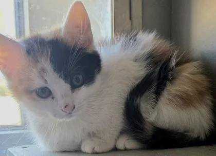 A young small-sized female Domestic Long Hair cat named Babs Bunny for adoption in Edgewood, NM