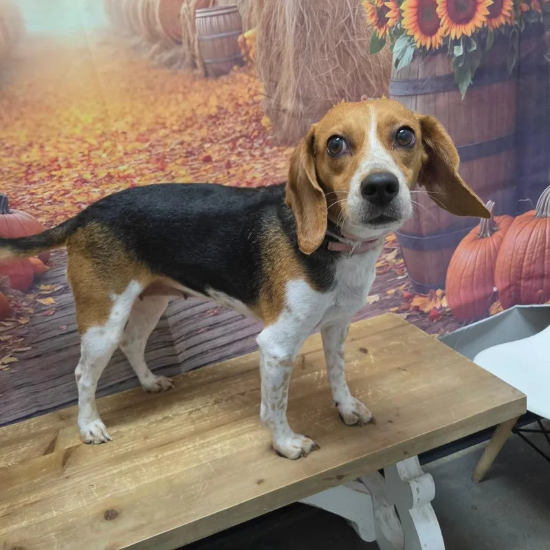 A senior small-sized female Beagle dog named Tulip for adoption in Normal, IL