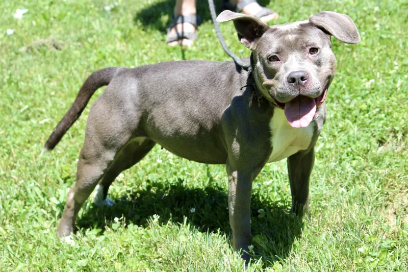An adult medium-sized female Gray / Blue / Silver Mixed Breed dog named Peanut Butter for adoption in Brazil, IN