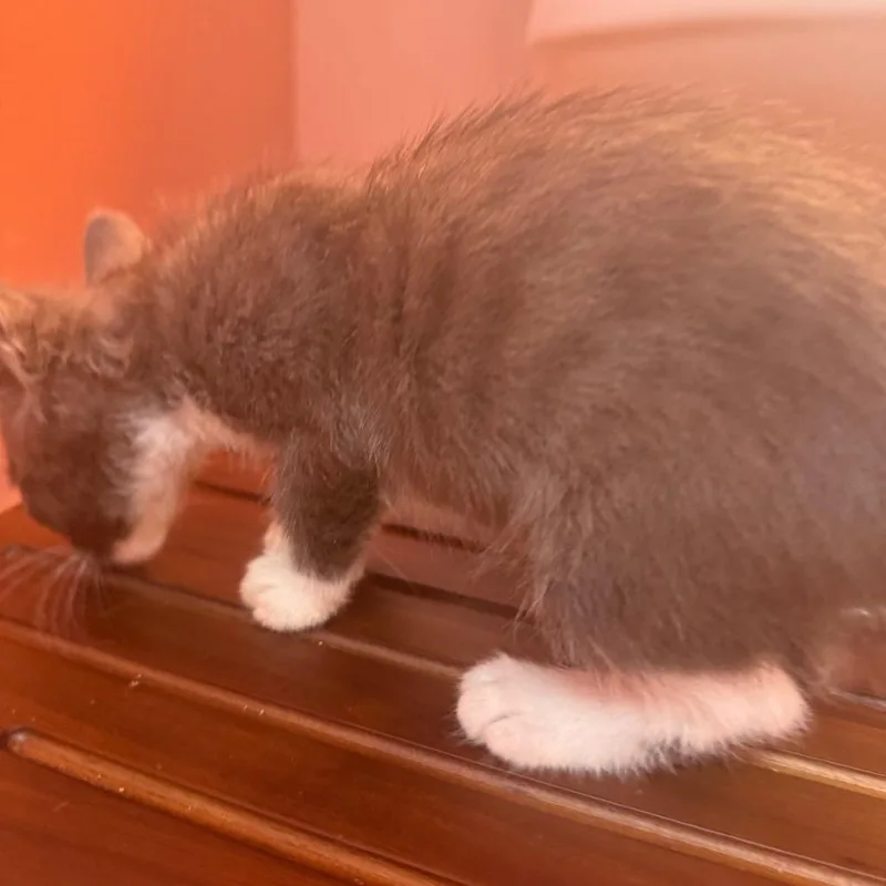 A baby small-sized female Gray / Blue / Silver Domestic Short Hair cat named Zara Larsson for adoption in Austin, TX