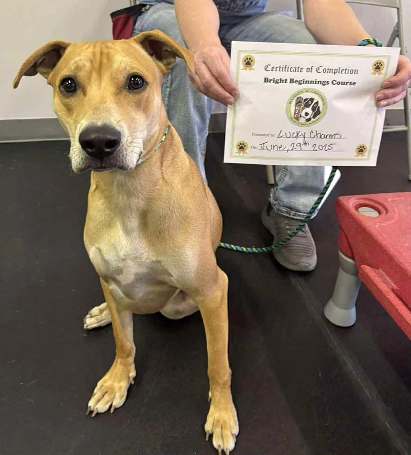 Lucky Charms thumbnail 2