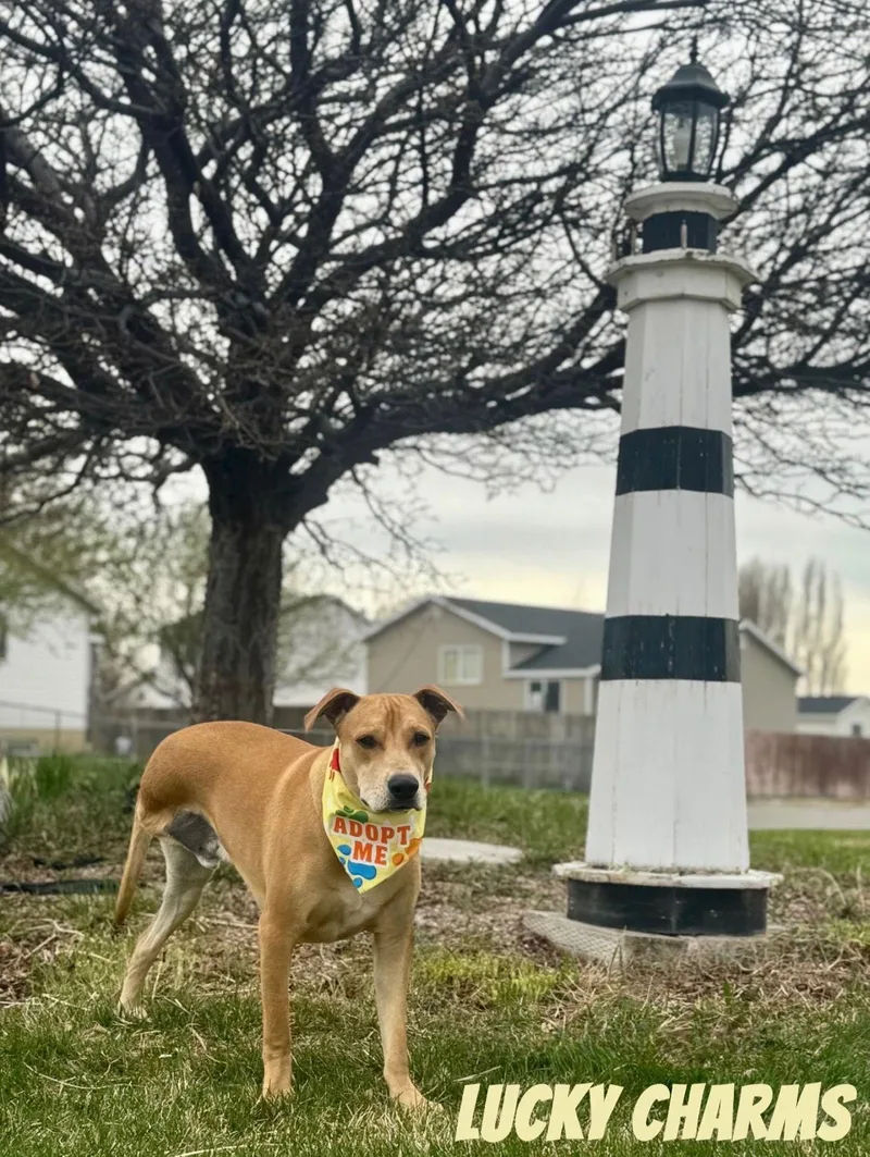 Lucky Charms thumbnail 3