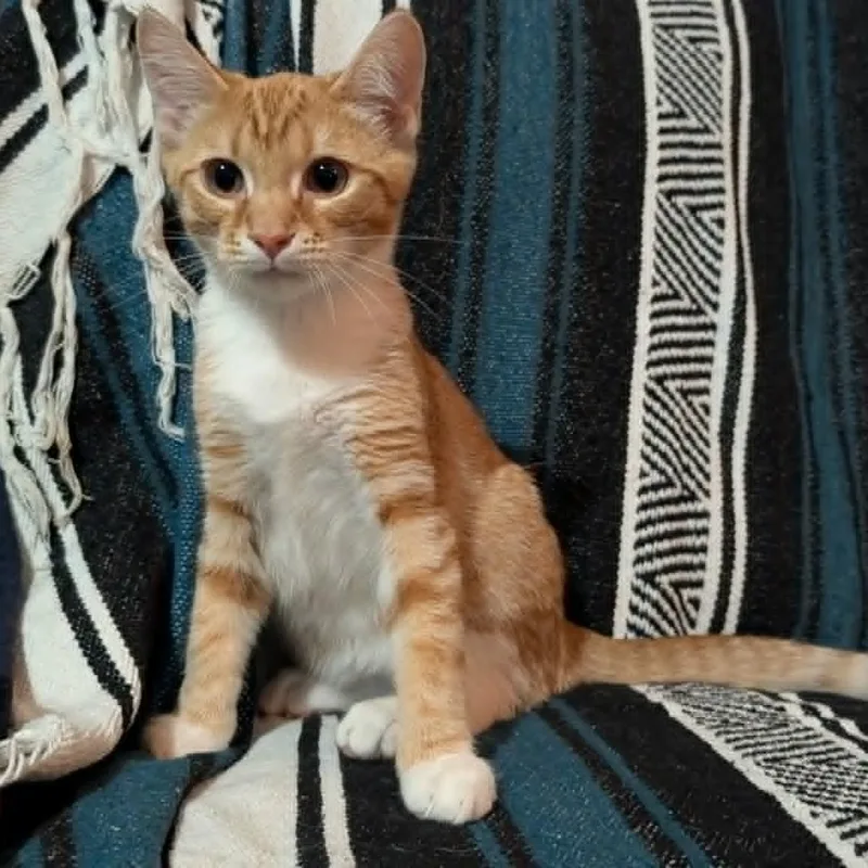 A baby medium-sized male Tabby (Buff / Tan / Fawn) Domestic Short Hair cat named Noah for adoption in Orange, VA