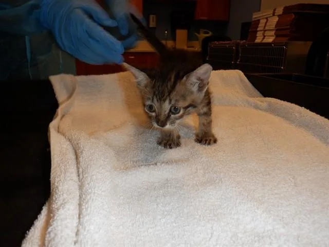 A baby small-sized female Domestic Short Hair cat named Lily for adoption in San Jose, CA
