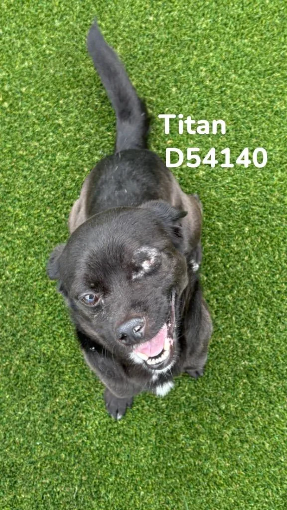 An adult small-sized male Mixed Breed dog named Titan for adoption in Clarksville, TN