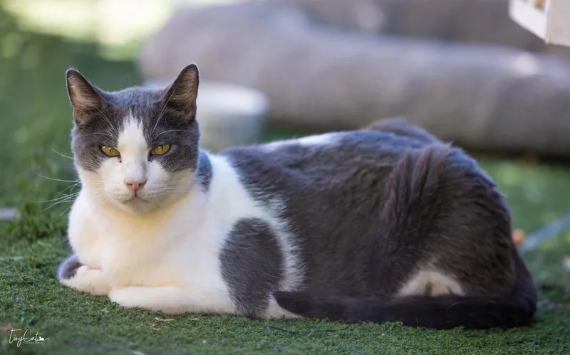 A senior medium-sized male Domestic Short Hair cat named Aries Lyon for adoption in Lincoln, CA