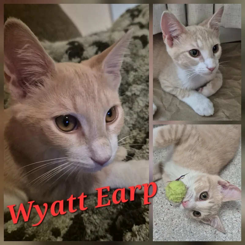 A young small-sized male Tabby (Orange / Red) Domestic Short Hair cat named Wyatt Earp for adoption in Hollister, CA