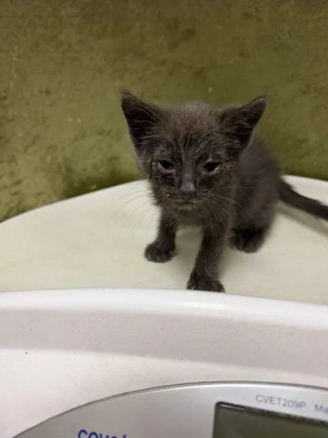 A baby small-sized male Domestic Short Hair cat named Pebble for adoption in Riverside, CA