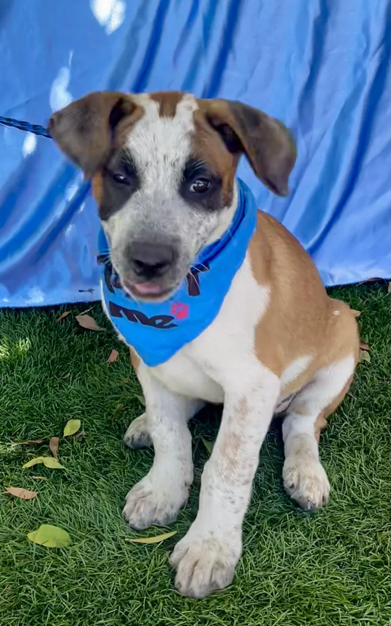 A baby medium-sized male Brown / Chocolate English Pointer dog named Biscuit for adoption in Rowland Heights, CA