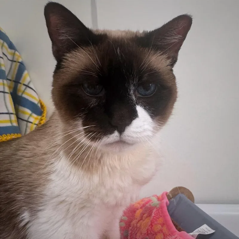A senior medium-sized female Black Domestic Short Hair cat named Alaia for adoption in Kanab, UT