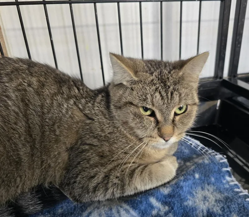 A young medium-sized female Gray / Blue / Silver Domestic Short Hair cat named Cheri for adoption in Southbury, CT