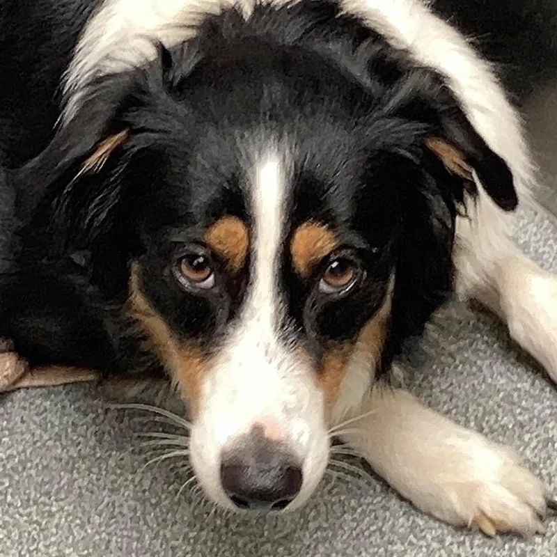 An adult medium-sized female Black Australian Shepherd dog named Basil for adoption in San Diego, CA