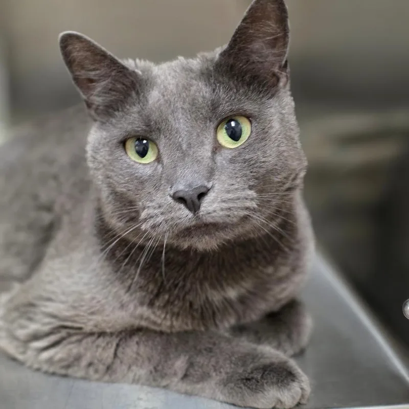 An adult large-sized male Gray / Blue / Silver Domestic Short Hair cat named Emmit for adoption in Chatham, VA