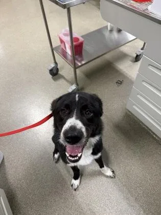 An adult extra large-sized male Great Pyrenees dog named Bandit for adoption in Pequot Lakes, MN