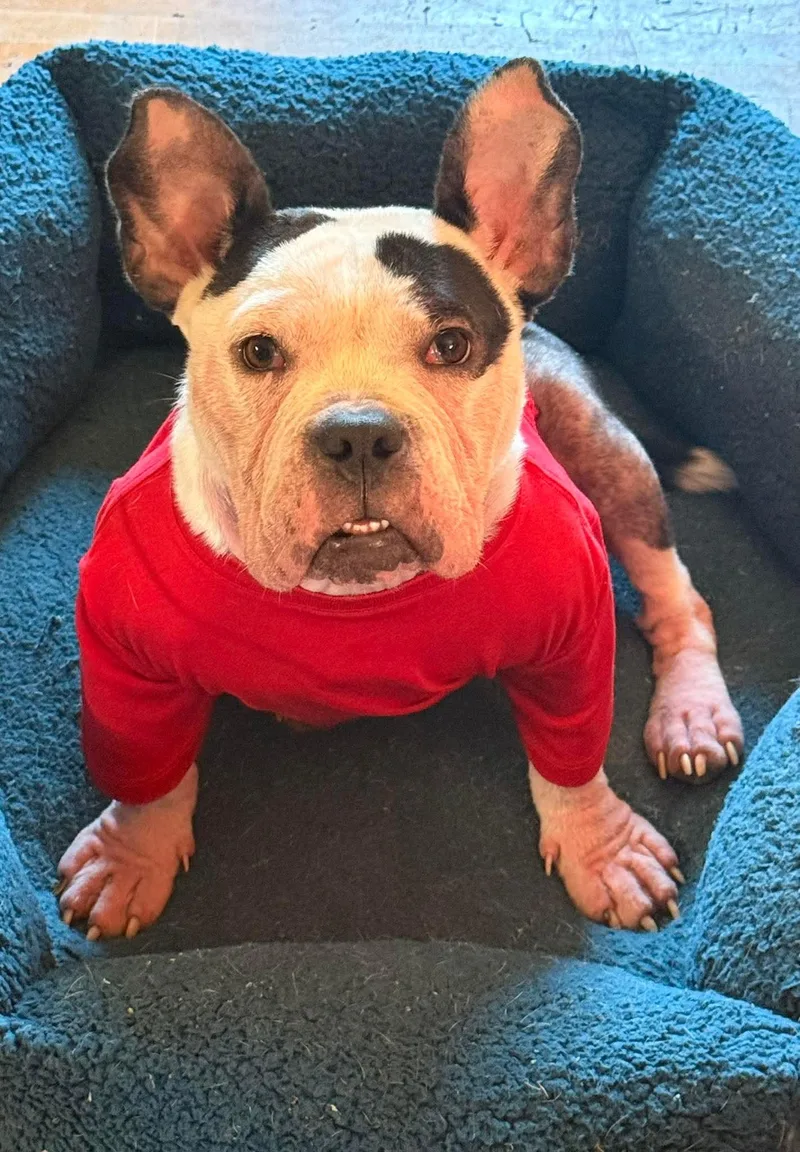 A young medium-sized male Black American Bully dog named Knox for adoption in Clay, NY