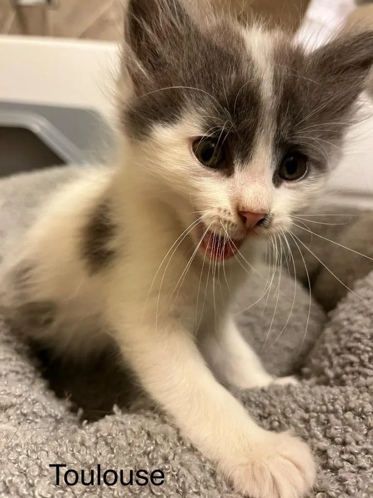 A baby medium-sized male Domestic Long Hair cat named Toulouse for adoption in Spring, TX