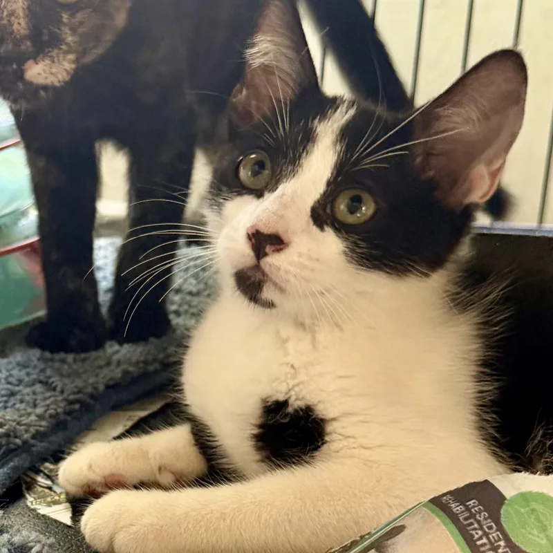 A baby medium-sized male Black & White / Tuxedo Tuxedo cat named Belmont for adoption in Homestead, FL