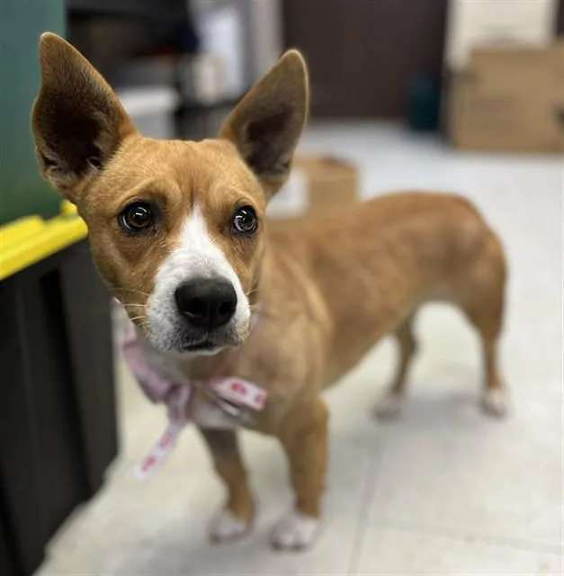 An adult small-sized female Terrier dog named Ballerina for adoption in Stockton, CA