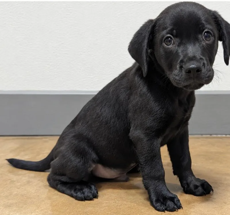 A baby medium-sized male Black Labrador Retriever dog named Yoda for adoption in Jackson, GA