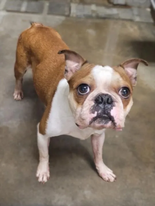 An adult small-sized male Boston Terrier dog named Bobby for adoption in Van Nuys, CA
