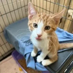 A baby small-sized male Orange / Red Domestic Short Hair cat named Armando for adoption in Waynesboro, PA