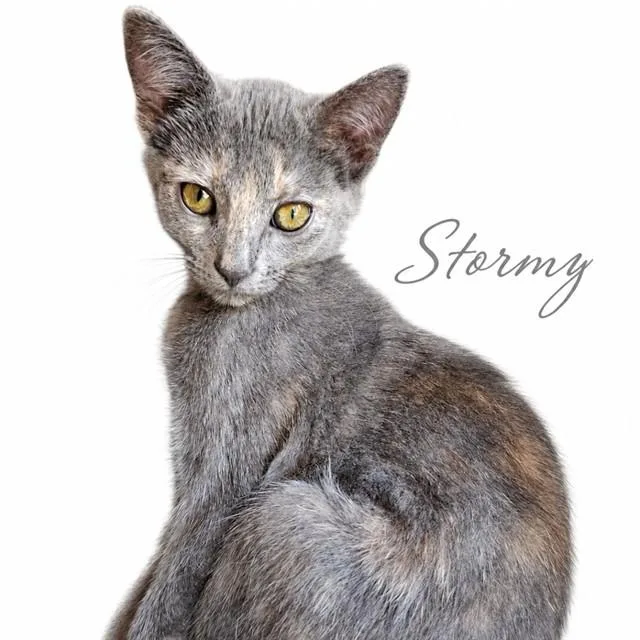 A baby small-sized female Domestic Medium Hair cat named Stormy for adoption in Auburn, CA