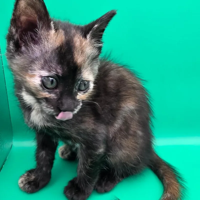 A baby small-sized female Tortoiseshell Domestic Short Hair cat named Philia for adoption in Escondido, CA