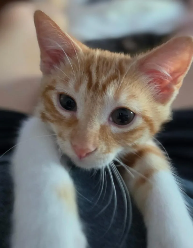 A young small-sized male Orange & White Domestic Short Hair cat named Ozzy for adoption in Weatherford, TX
