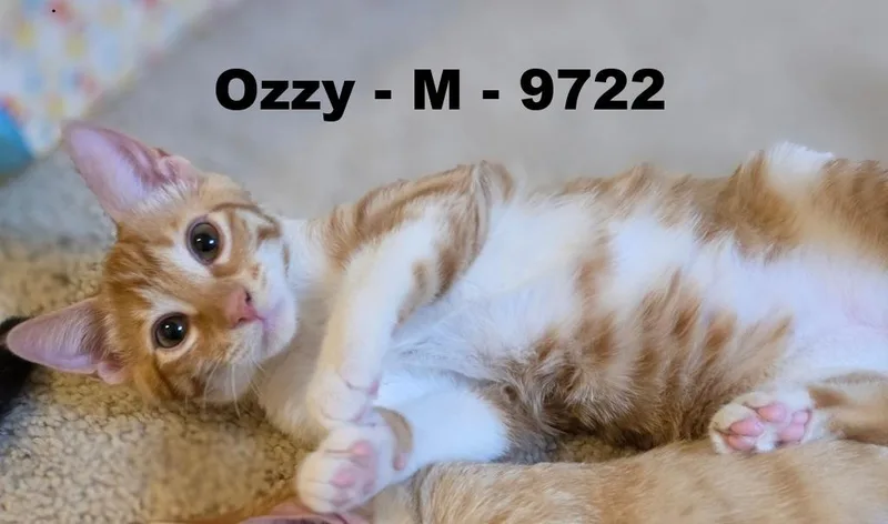 Ozzy thumbnail 3