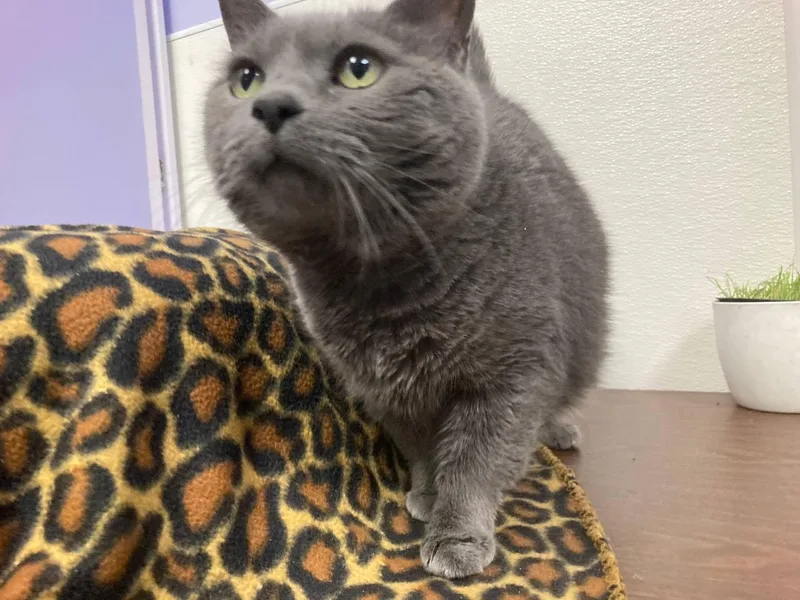 An adult large-sized female Gray / Blue / Silver Domestic Short Hair cat named Kiki for adoption in Cincinnati, OH