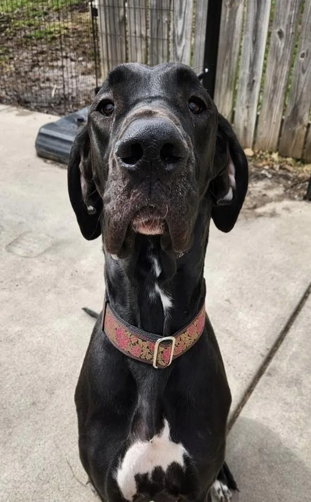 A young large-sized female Black Great Dane dog named Jj for adoption in Cheektowaga, NY