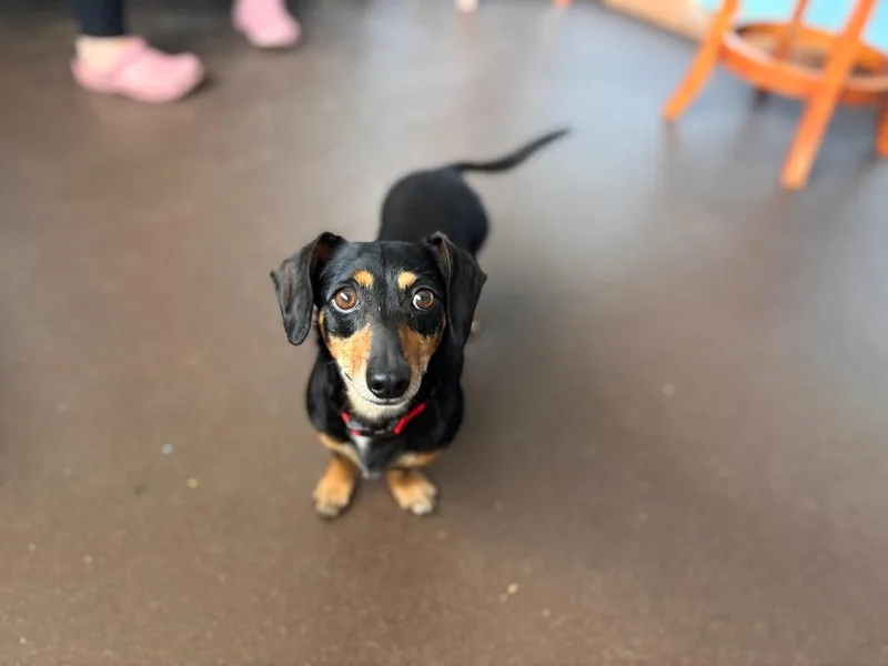 An adult small-sized female Dachshund dog named Chewy for adoption in Port Jervis, NY