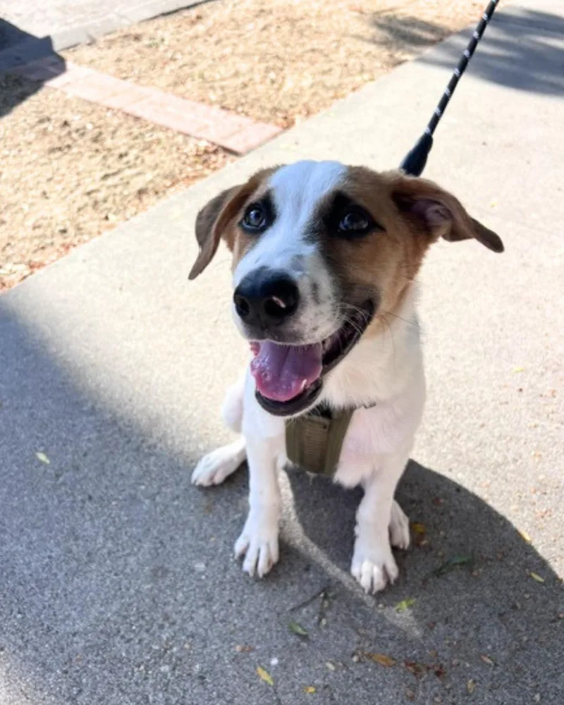 A young medium-sized male White / Cream Labrador Retriever dog named Fred for adoption in Valley Village, CA