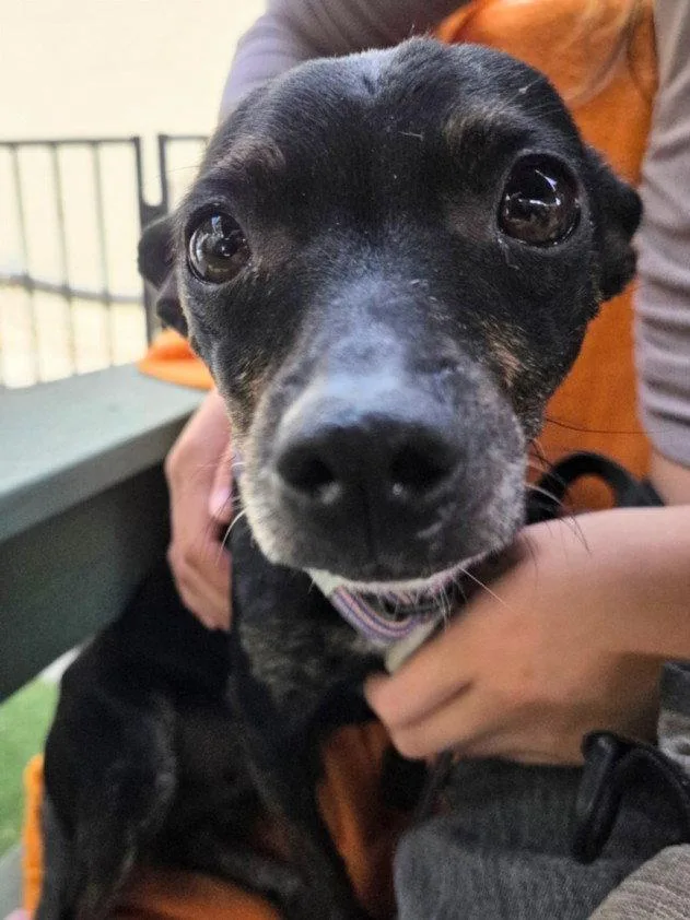 A senior small-sized female Chihuahua dog named Dolly for adoption in Woodland, CA