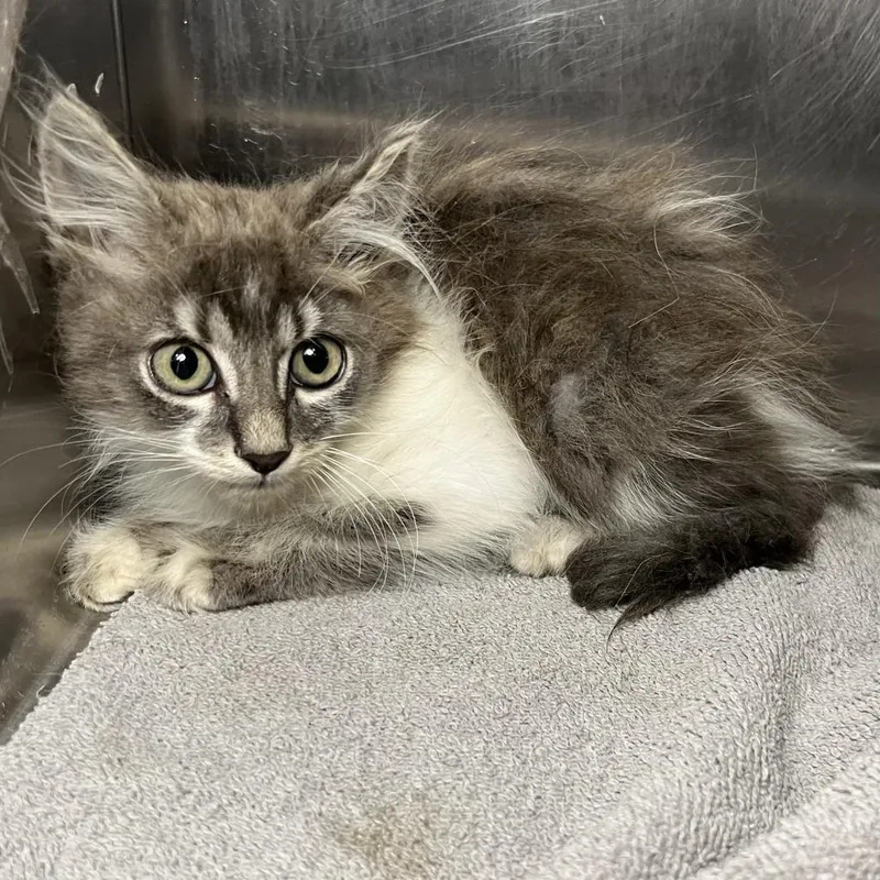 A baby small-sized male White Domestic Medium Hair cat named Cyclone for adoption in Palm Springs, CA