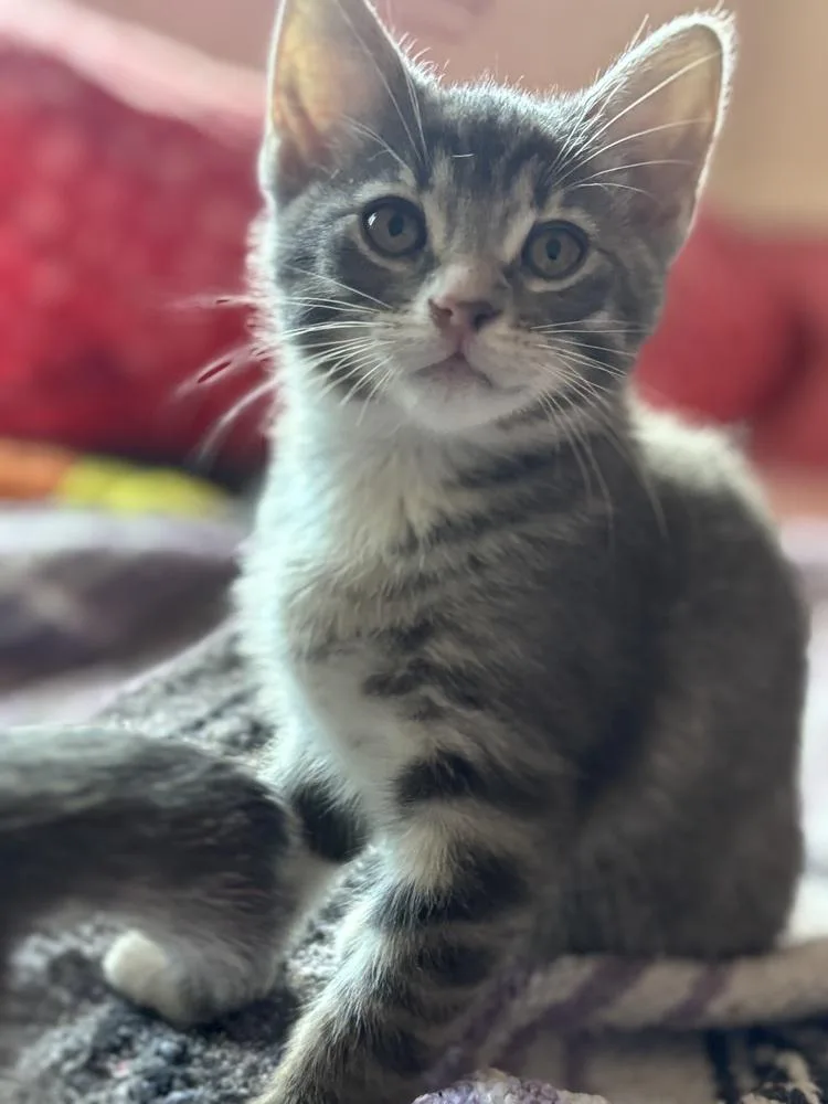 A baby small-sized female Domestic Short Hair cat named Squeeker for adoption in Plymouth, MI