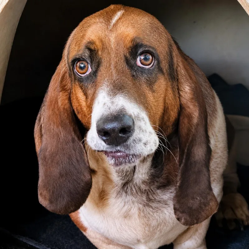An adult medium-sized male Brown / Chocolate Basset Hound dog named Shiloh for adoption in Sonoma, CA