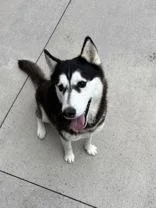 An adult medium-sized female Black Husky dog named Quincy for adoption in Steamboat Springs, CO