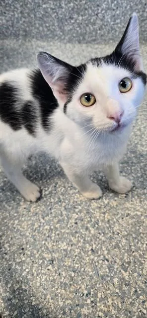 A baby small-sized male Domestic Short Hair cat named Felix for adoption in Paradise, CA